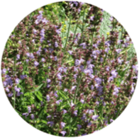 Aceites esenciales convencional salvia officinalis