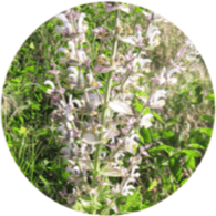 Aceite esencial convencional salvia sclarea