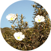 Aceite ecológico cistus