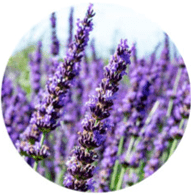 Aceite esencial ecológico lavanda