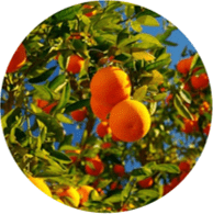 Aceite esencial ecológico naranja