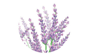 aceite para masaje lavanda