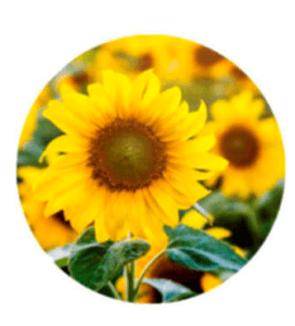 aceite vegetal girasol