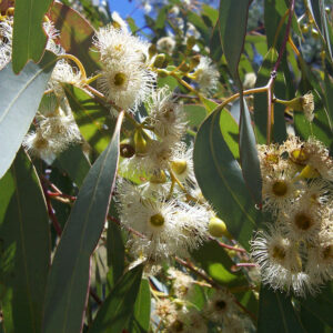 Essential oil Eucalyptus globulus, crude