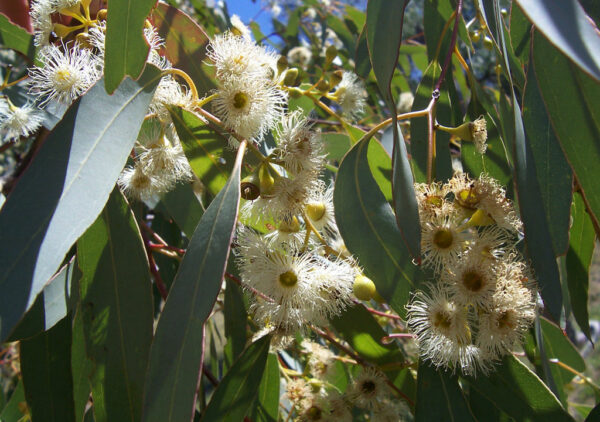 Essential oil Eucalyptus globulus, crude