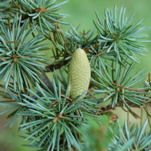 Essential oil Cedarwood