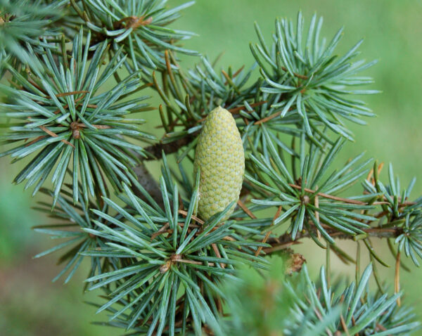 Essential oil Cedarwood