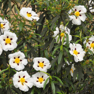 Essential oil Cistus