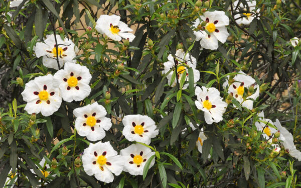 Essential oil Cistus