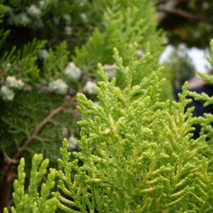 Essential oil Cypress