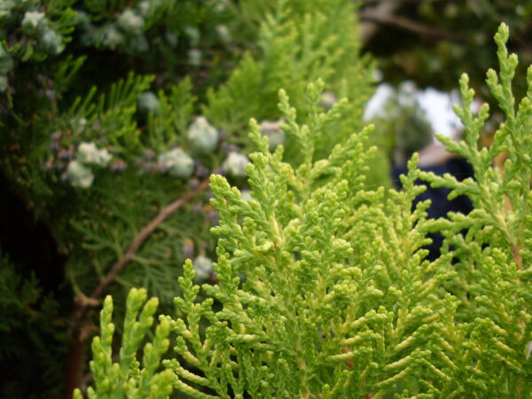 Essential oil Cypress