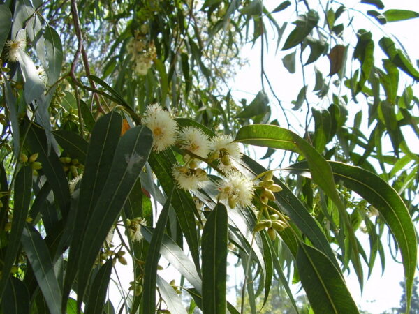 Essential oil Eucalyptus globulus 80