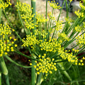 Essential oil Bitter Fennel