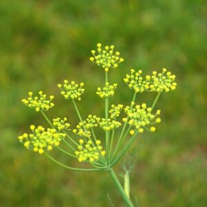 Essential oil Sweet Fennel