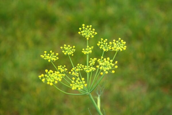 Essential oil Sweet Fennel