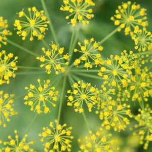 dill weed essential oil