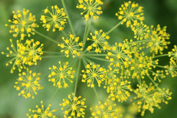 dill wees essential oil