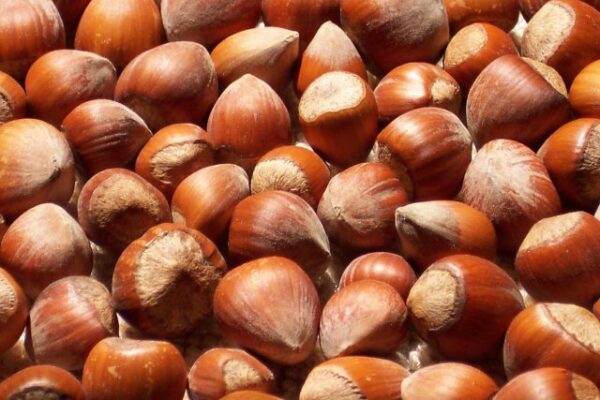 hazelnut virgin vegetable essential oil