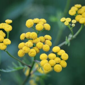 Essential oil Helichrysum