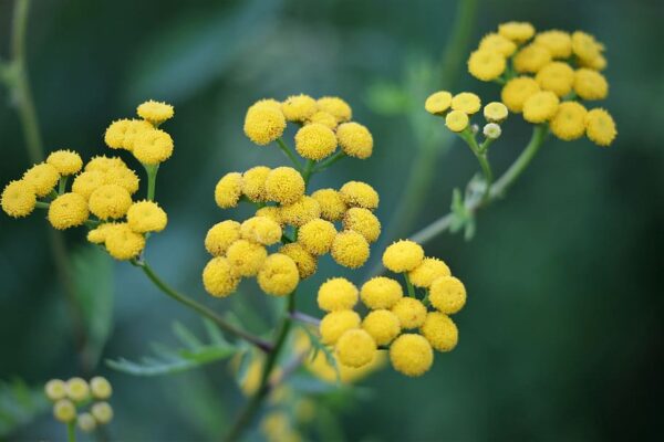 Essential oil Helichrysum