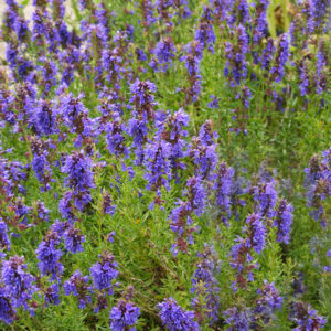 Essential oil Hyssop cineole