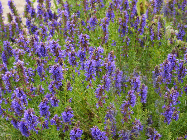 Essential oil Hyssop cineole