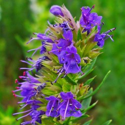 Essential oil Hyssop isopinocamphone