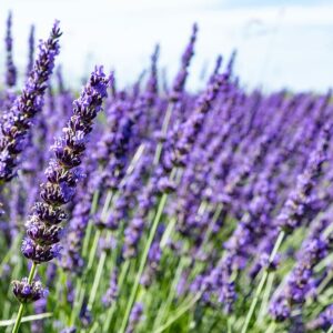 Essential oil Lavander