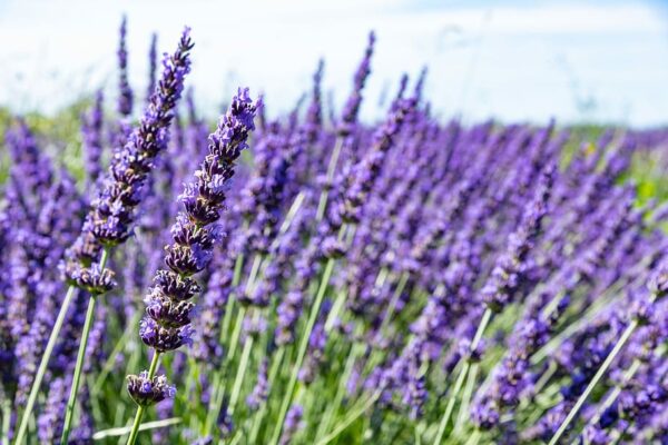 Essential oil Lavander