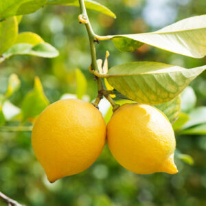 Essential oil Lemon