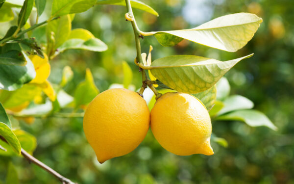 Essential oil Lemon