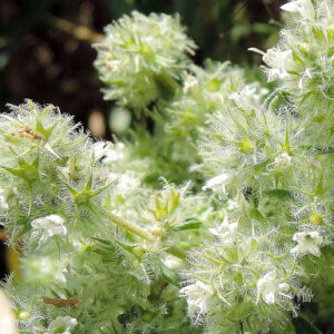 Essential oil Marjoram