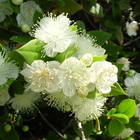 Essential oil Myrtle