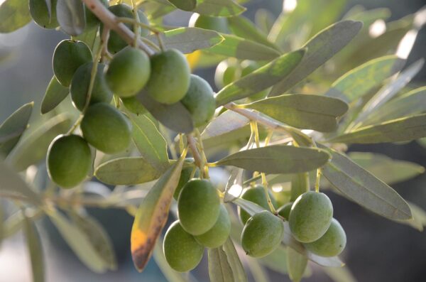 olive extra virgin vegetable essential oil