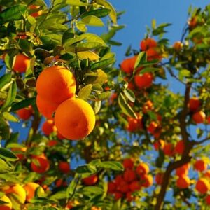 naranja aceite esencial