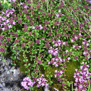 tomillo carrasqueño aceite esencial