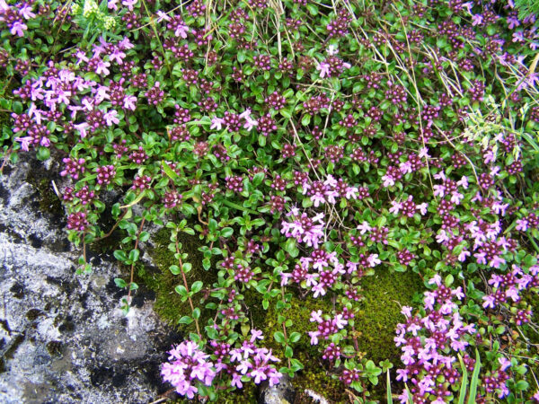 Essential oil Origanum