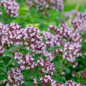 origanum vulgare essential oil