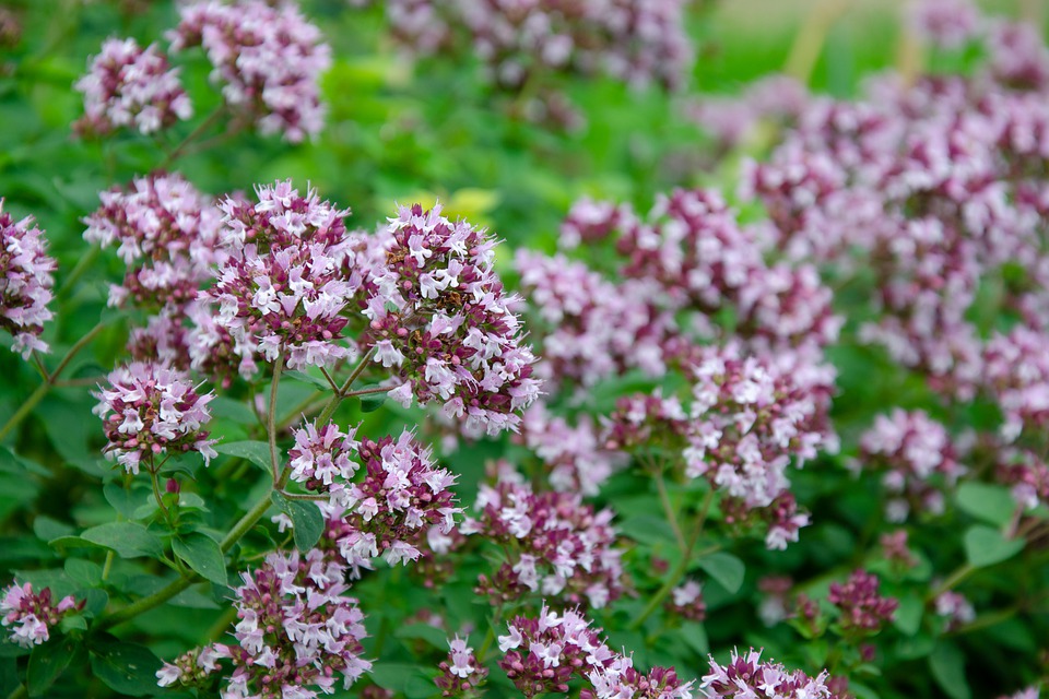 oregano aceite esencial