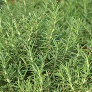 rosemary essential oil benefit