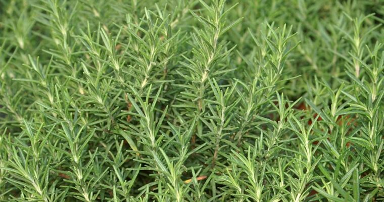 How rosemary essential oil can benefit you