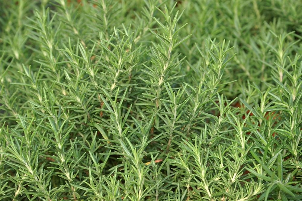 rosemary camphor essential oil benefit