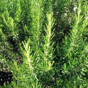 rosemary cineole essential oil