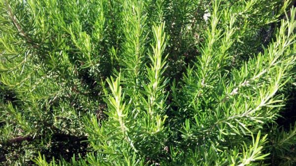 rosemary cineole essential oil