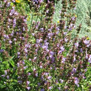 salvia officinalis aceite esencial