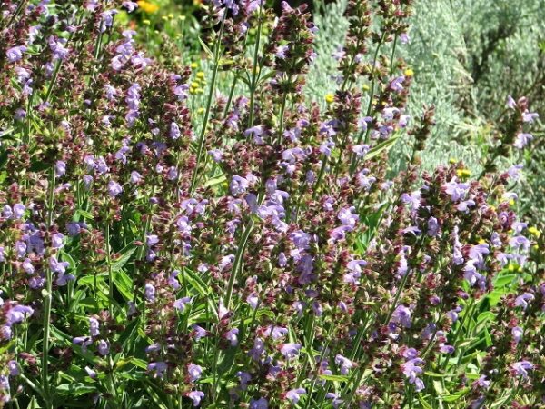 Essential oil sage officinalis