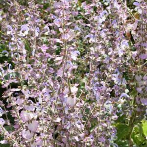 sage sclarea essential oil