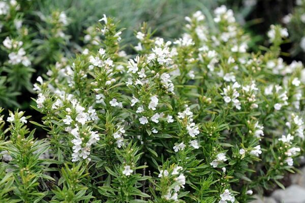 savory essential oil