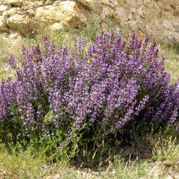 spanish sage essential oil