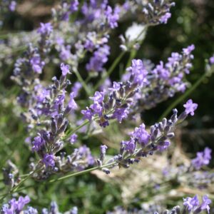 spike lavender essential oil